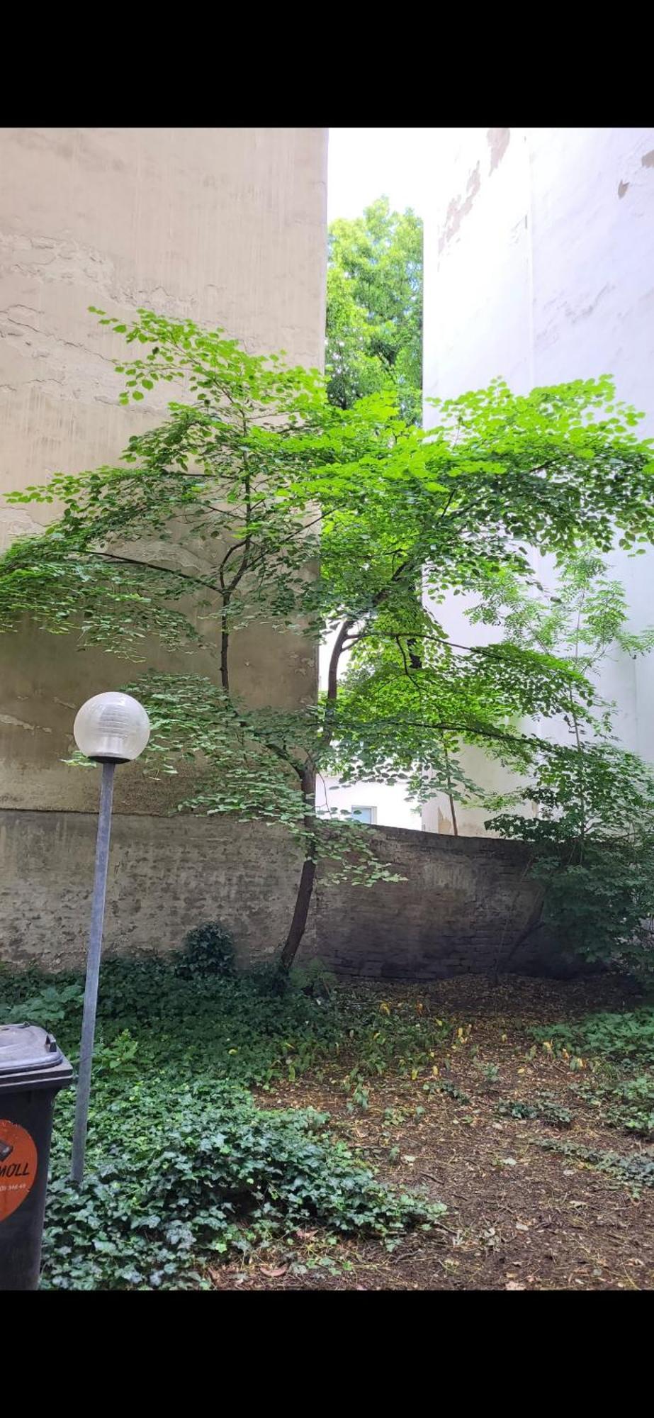 Schoene Altbauwohnung Wien Zentrum Brigittenauer Laende 32 Extérieur photo